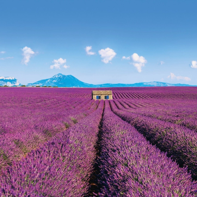 Kalendarska bilježnica Provence 2026