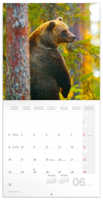 NOTIQUE Bilježnički kalendar Šumske životinje 2025, 30 x 30 cm
