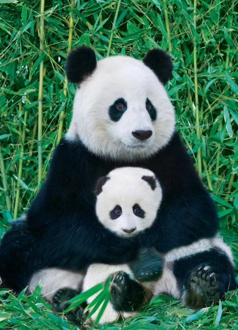 Puzzle EUROGRAPHICS Panda s mladuncem 1000 dijelova