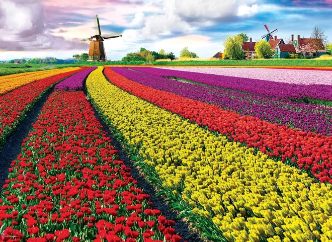 EUROGRAPHICS puzzle polje tulipana – 1000 dijelova