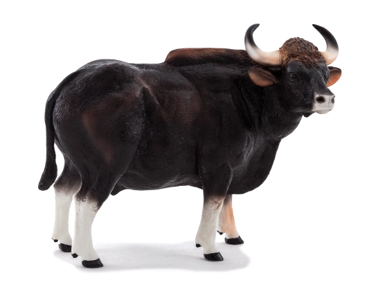 Mojo Gaur bik