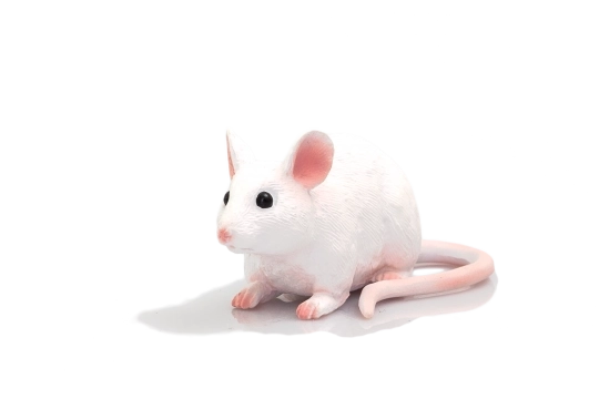 Mojo Miš