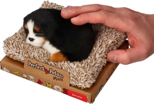 Perfect Petzzz mali bernski planinski pas na ležaju