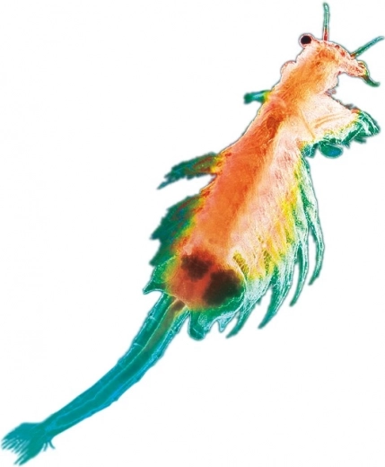 Živa znanost kod kuće