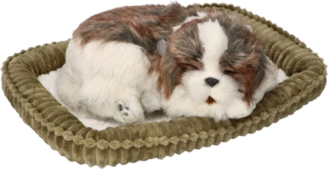 Udomi me – dišuće štene Shih Tzu