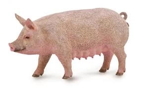 Svinja