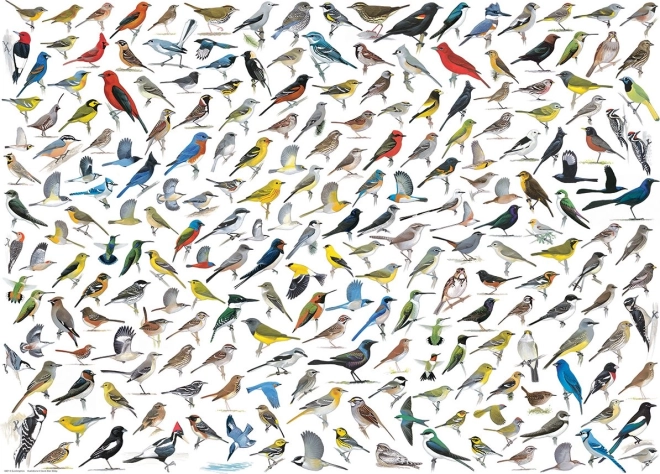 Puzzle Svijet ptica 1000 dijelova od EUROGRAPHICS