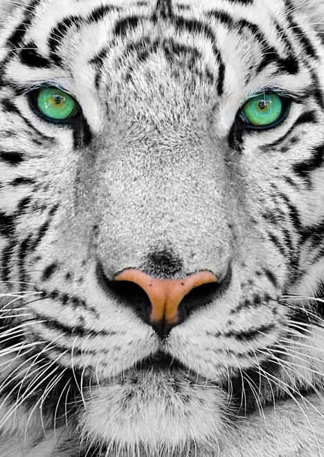 Puzzle Bijeli sibirski tigar 1000 komada