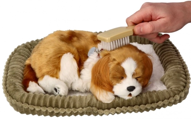 Dišuće štenac Cavalier