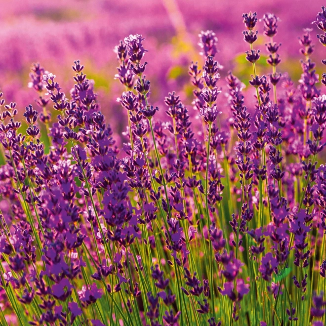 Žabica Kalendar Provence 2026