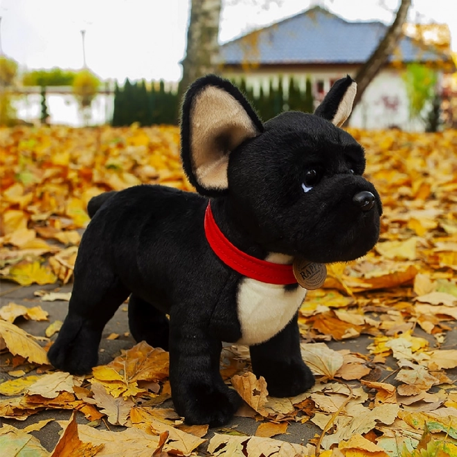 Plišani francuski buldog crni s ogrlicom stoji 30 cm EKOLOŠKI PRIHVATLJIV