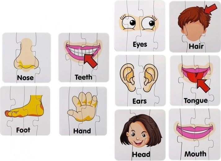 Jasne ilustracije dijelova tijela