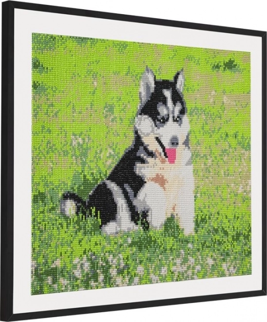 GRAFIX Dijamantno slikanje Husky 40x50cm
