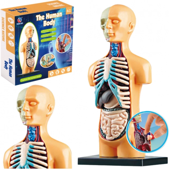 Model anatomije ljudskog tijela za obrazovanje