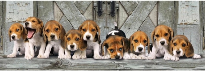 Puzzle 1000 komada Kompaktna panorama Beagle