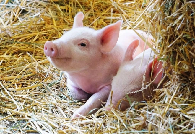 Čarolija života na seoskom imanju