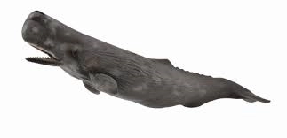 Kit iz kolekcije Collecta