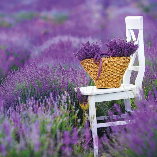 Kalendarska bilježnica Provence 2026