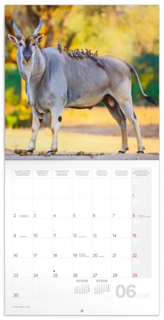 Notesni kalendar Divlja Afrika 2025, 30 × 30 cm