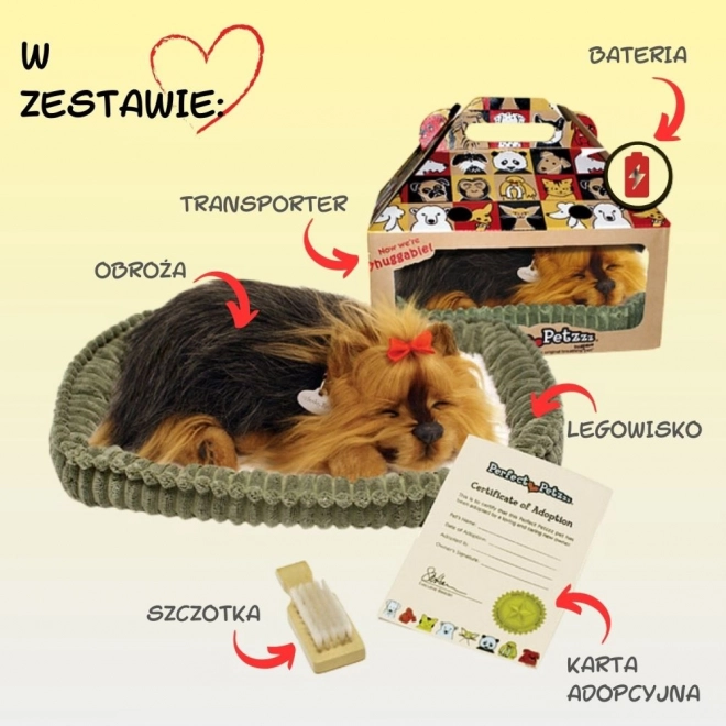 Perfektni Petzzz Lajuće štene York