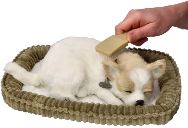 Hrčuće štene Chihuahua