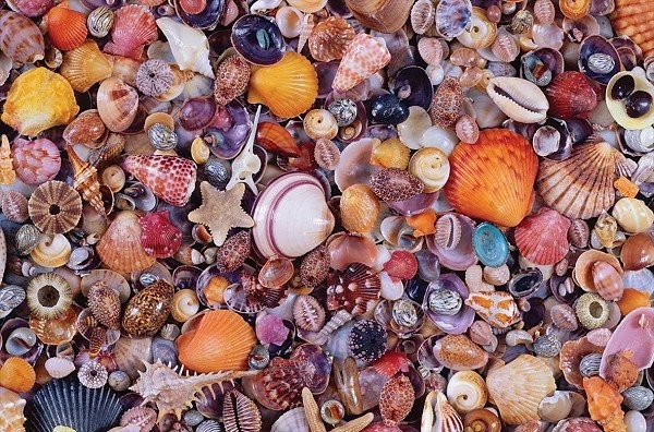Puzzle Školjke 1000 dijelova