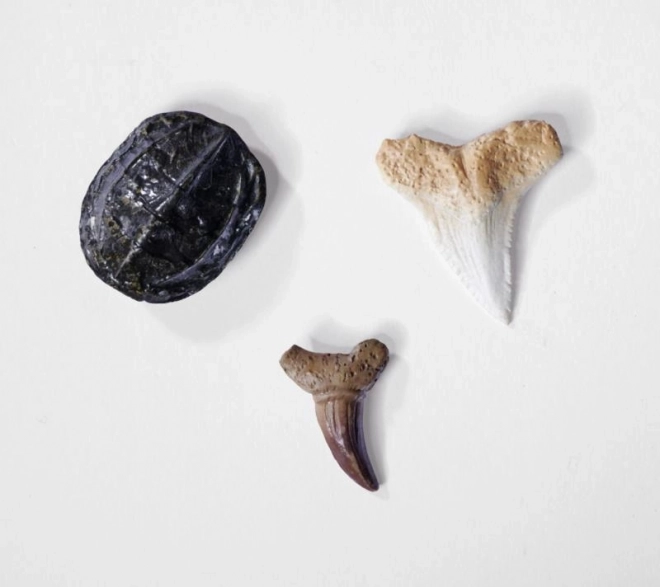 Set za iskopavanje i sastavljanje kostura dinosaura