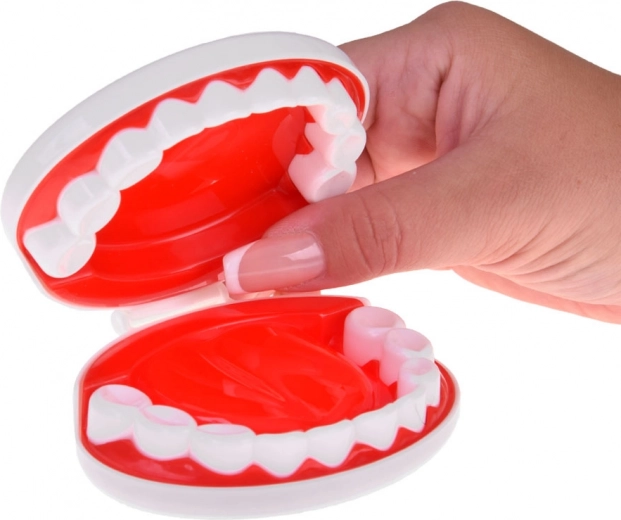 Stomatološki kutak s modelom čeljusti