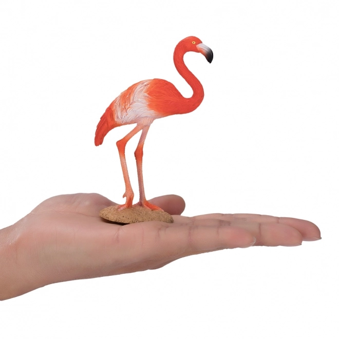 Mojo Američki flamingo