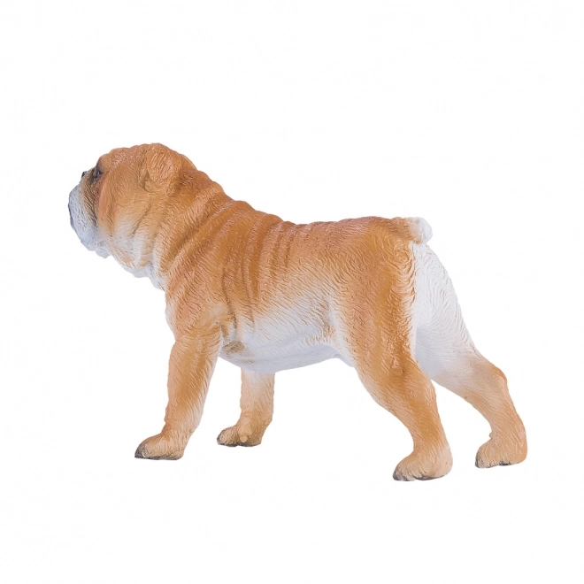 Mojo Engleski buldog