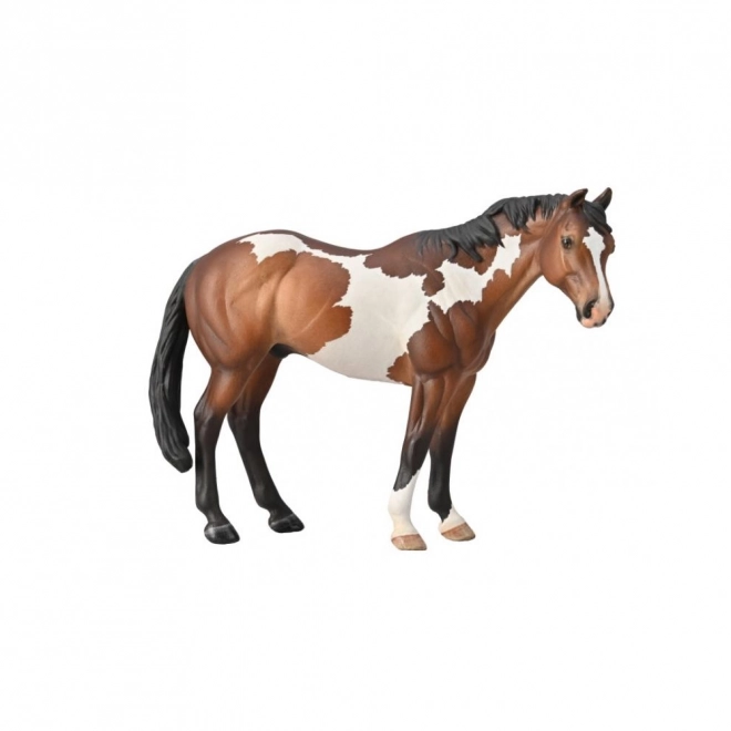 Pastuh Appaloosa Bay Overo Paint