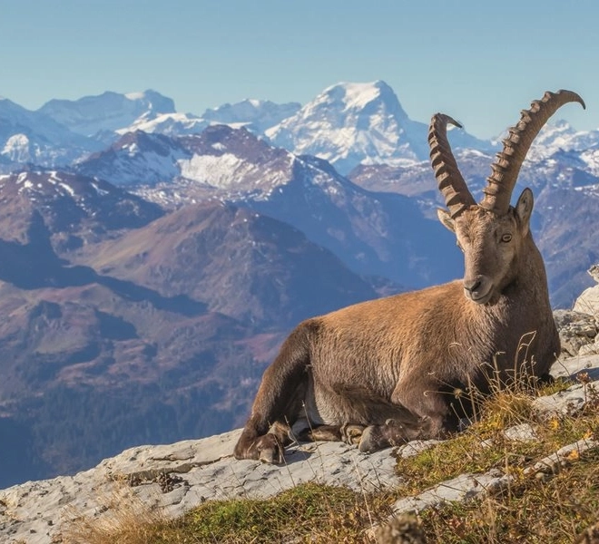 Ravensburger puzzle Alpska koza u dolini Toggenburg 1000 dijelova