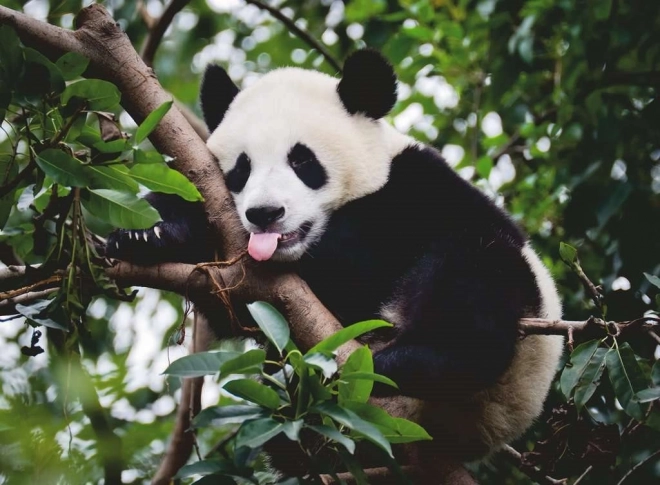 Puzzle panda od Ravensburger 500 dijelova
