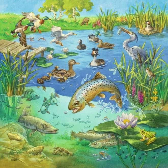Živa ilustracija ribnjaka