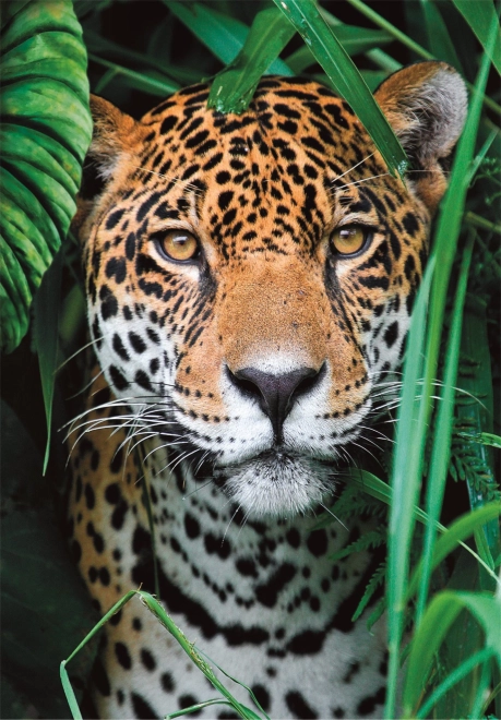 Puzzle 500 dijelova jaguar u džungli CLEMENTONI