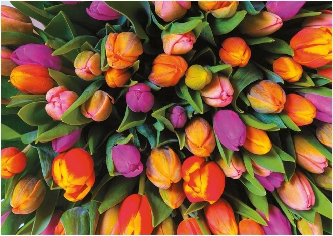 Piatnik puzzle Tulipani 1000 dijelova