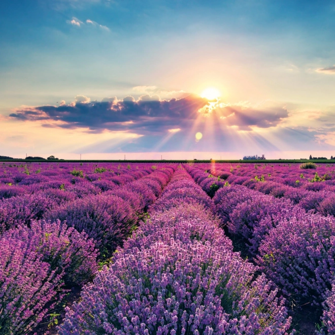 Kalendarska bilježnica Provence 2026