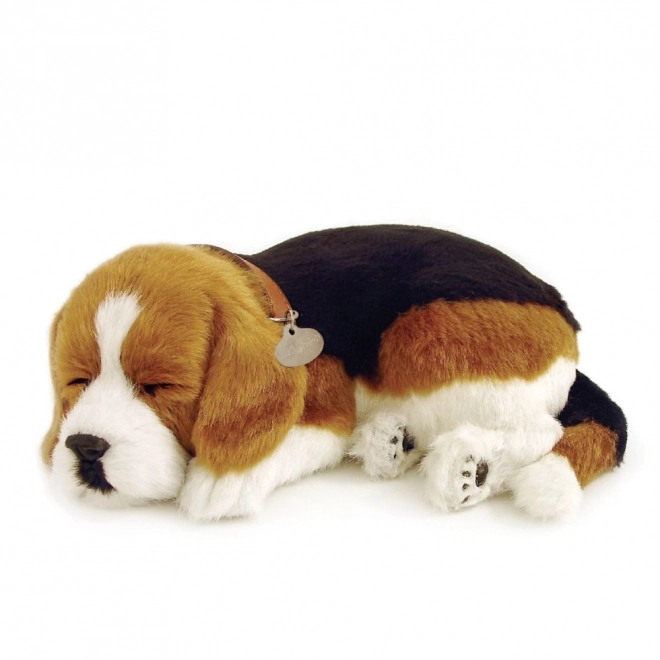 Dišuće štene Beagle Perfect Petzzz