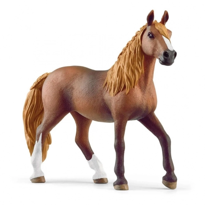Peruanska kobila Paso