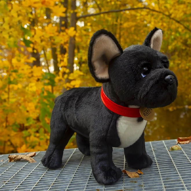 Plišani francuski buldog crni s ogrlicom stoji 30 cm EKOLOŠKI PRIHVATLJIV