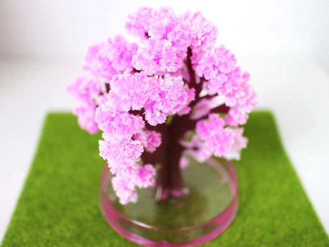 Čarobno stablo Sakura