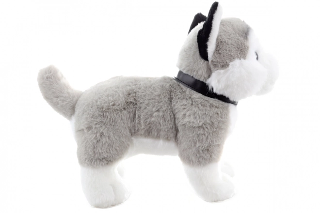 Plišana igračka husky s uzicom