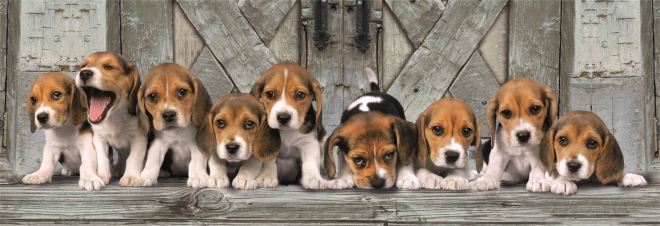 Puzzle 1000 dijelova compact panorama beagle