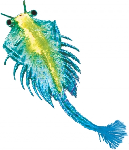 Sve u jednom setu za lak početak