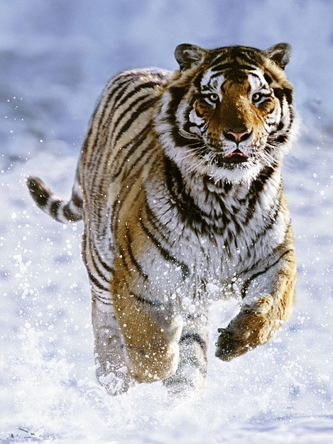 Ravensburger puzzle Tigar u zimi 500 dijelova