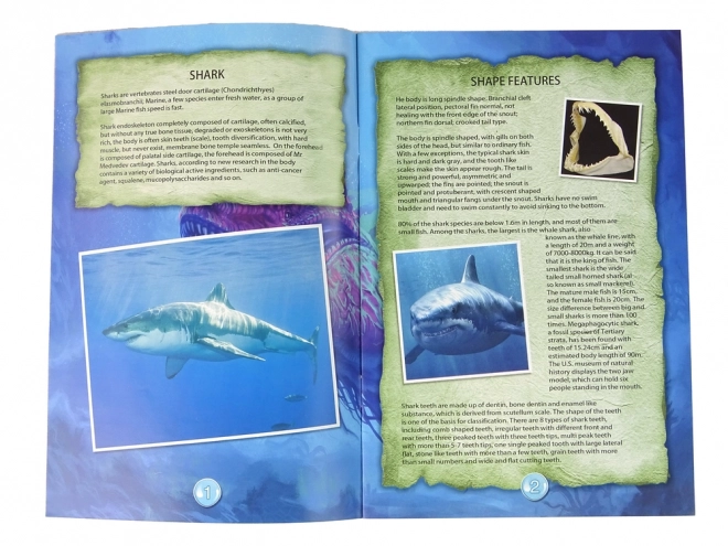 Obrazovni set Istraživanje oceana - Morski pas i trilobiti