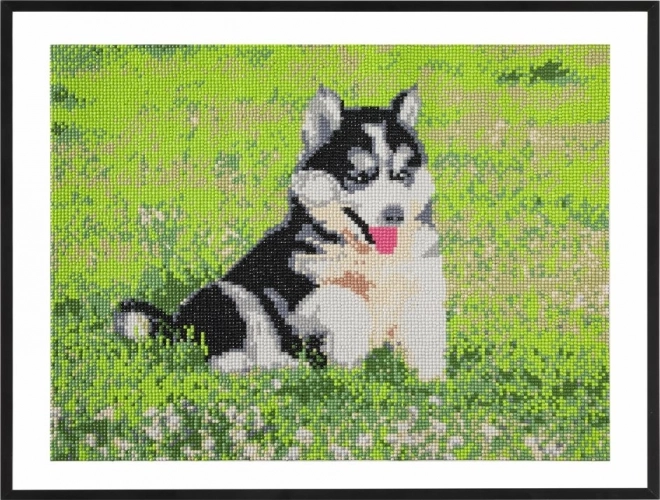 GRAFIX Dijamantno slikanje Husky 40x50cm
