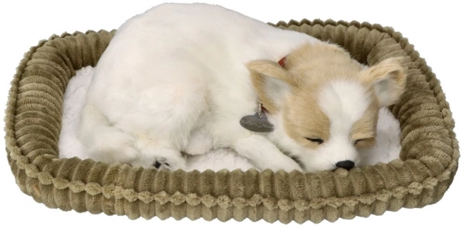 Hrčuće štene Chihuahua