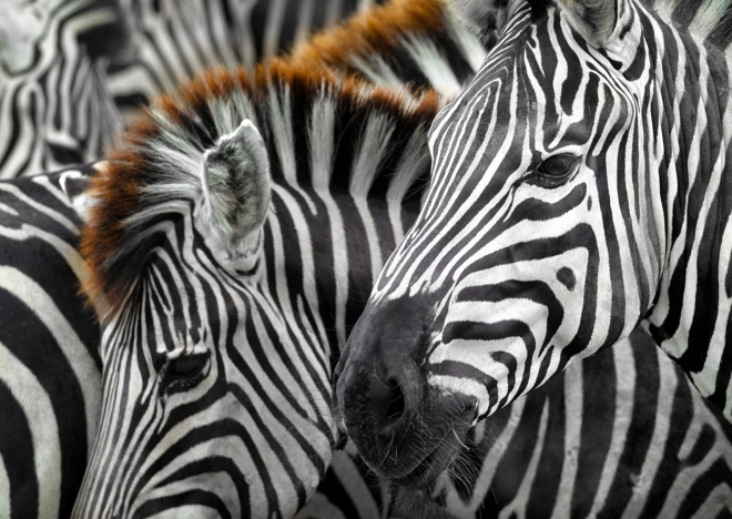 Puzzle Zebre 1000 dijelova
