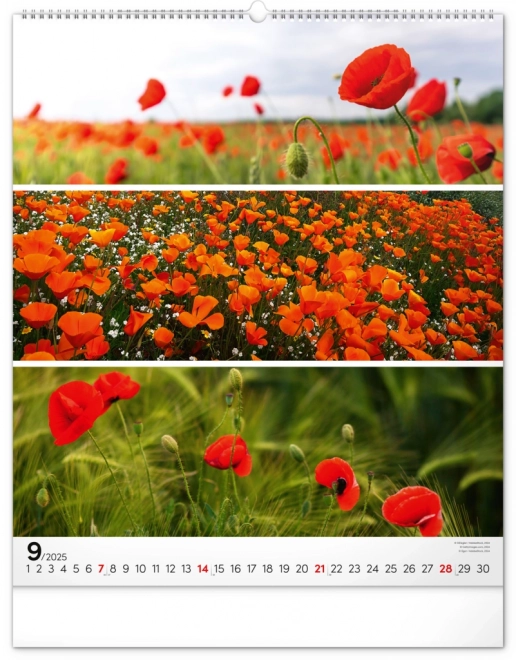 NOTIQUE Zidni kalendar Paleta 2025, 48 x 56 cm